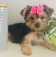 Sierra, a female Yorkshire Terrier for sale in Uniontown, OH – 1 of 8
