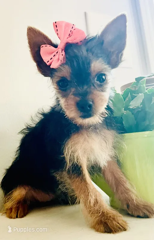 Teacup queenie – Yorkshire Terrier puppy for sale in Uniontown, OH