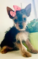 Teacup queenie, a female Yorkshire Terrier for sale in Uniontown, OH – 1 of 9