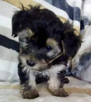Morris, a male Shichon for sale in Uniontown, OH – 2 of 5