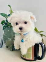Toby, a male Maltese for sale in Uniontown, OH – 8 of 8