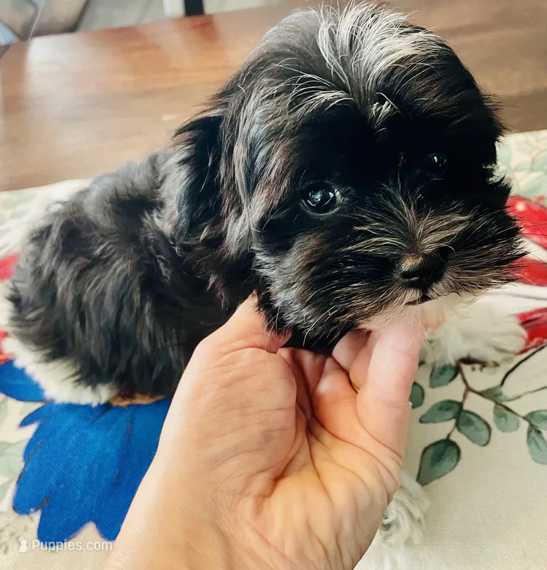 Oreo – Havanese puppy for sale in Uniontown, OH