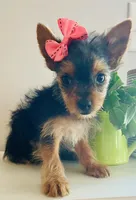 Teacup queenie, a female Yorkshire Terrier for sale in Uniontown, OH – 8 of 9