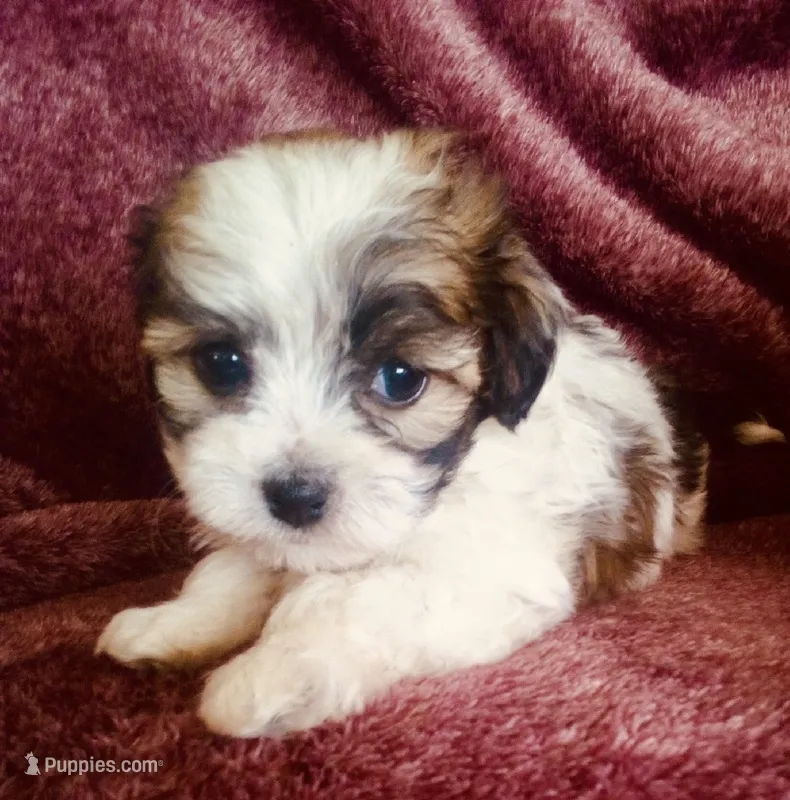 Stuart – Havanese puppy for sale in Uniontown, OH
