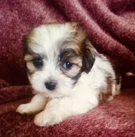 Stuart, a male Havanese for sale in Uniontown, OH – 1 of 4