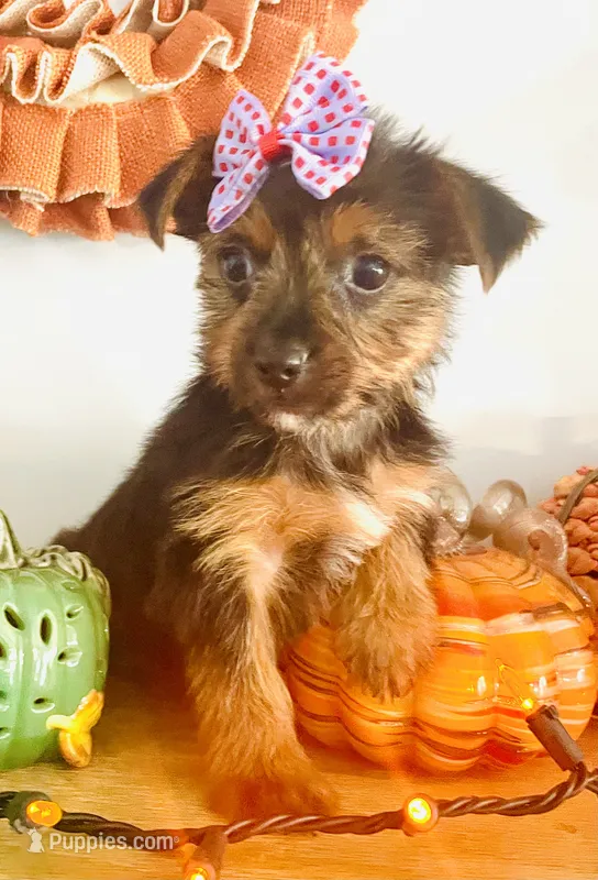 Teacup Candy – Yorkshire Terrier puppy for sale in Uniontown, OH