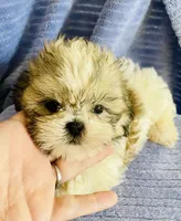 Pip, a male Shih Tzu for sale in Uniontown, OH – 2 of 6