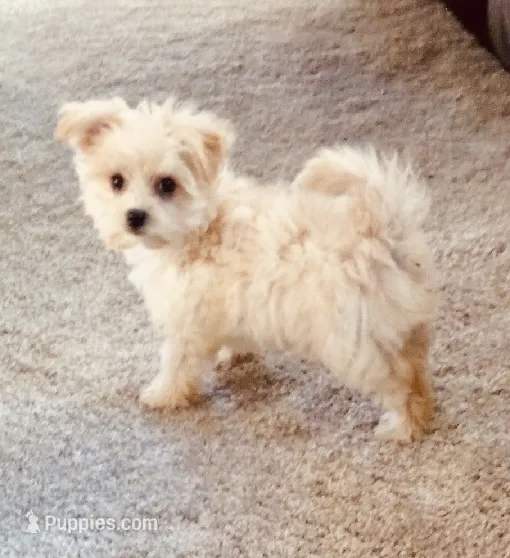 Sammy – Bichon Frise, Yorkshire Terrier puppy for sale in Uniontown, OH