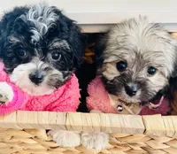 Toy sized Star, a female Havanese for sale in Uniontown, OH – 6 of 7
