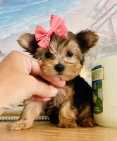 Princess (teacup), a female Yorkshire Terrier for sale in Uniontown, OH – 4 of 7