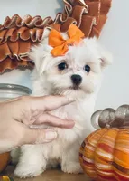 Tiny jewel, a female Maltese for sale in Uniontown, OH – 5 of 7