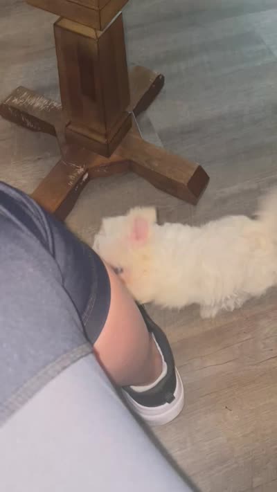 Teacup tiana, a female Maltese for sale in Uniontown, OH – 8 of 9