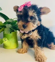 Little Layla, a female Yorkshire Terrier for sale in Uniontown, OH – 5 of 7