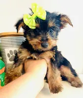 Tiny Apple, a female Yorkshire Terrier for sale in Uniontown, OH – 3 of 9
