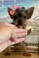 Teacup queenie, a female Yorkshire Terrier for sale in Uniontown, OH – 2 of 9
