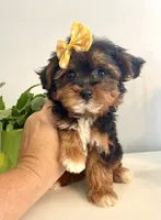 Teacup Talia, a female Morkie for sale in Uniontown, OH – 6 of 9