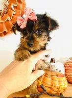 Little Candy, a female Yorkshire Terrier for sale in Uniontown, OH – 3 of 8