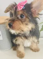 Renee, a female Yorkshire Terrier for sale in Uniontown, OH – 3 of 8