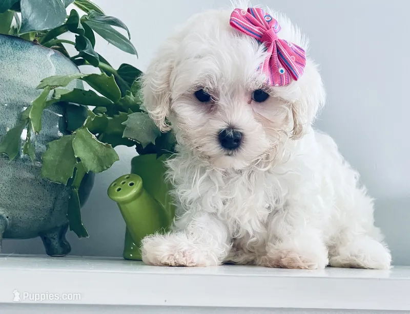 Teacup Tenley – Maltese puppy on hold in Uniontown, OH