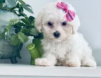 Teacup Tenley, a female Maltese for sale in Uniontown, OH – 1 of 7