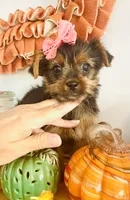 Teacup pumpkin, a female Yorkshire Terrier for sale in Uniontown, OH – 7 of 9