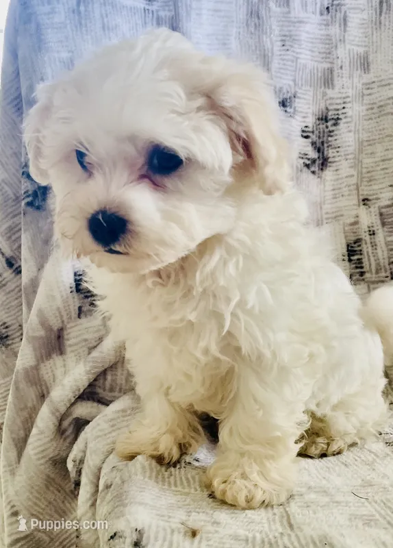 Cream – Havanese puppy for sale in Uniontown, OH