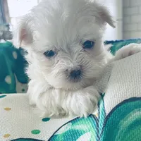 Teacup Timmy, a male Maltese for sale in Uniontown, OH – Photo 3 of 8