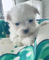 Mikey, a male Maltese for sale in Uniontown, OH – Photo 4 of 4