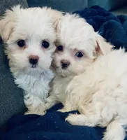 Teacup Timmy, a male Maltese for sale in Uniontown, OH – Photo 2 of 8