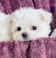 Teacup Timmy, a male Maltese for sale in Uniontown, OH – Photo 4 of 8