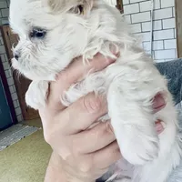 Teacup Timmy, a male Maltese for sale in Uniontown, OH – Photo 5 of 8