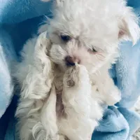Teacup Timmy, a male Maltese for sale in Uniontown, OH – Photo 6 of 8