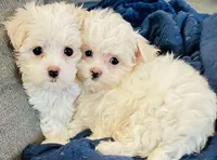 Teacup Timmy, a male Maltese for sale in Uniontown, OH – Photo 7 of 8