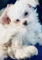 Teacup Timmy, a male Maltese for sale in Uniontown, OH – Photo 8 of 8