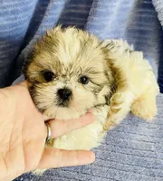 Pip, a male Shih Tzu for sale in Uniontown, OH – 3 of 6