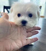 Toby, a male Maltese for sale in Uniontown, OH – 6 of 8