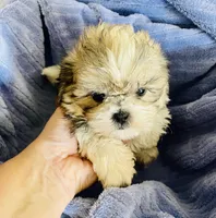 Pip, a male Shih Tzu for sale in Uniontown, OH – 5 of 6