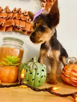 Teacup Autumn, a female Yorkshire Terrier for sale in Uniontown, OH – 7 of 8