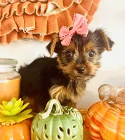 Teacup pumpkin, a female Yorkshire Terrier for sale in Uniontown, OH – 4 of 9