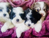 Sailor, a male Havanese for sale in Uniontown, OH – 4 of 4