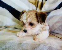 Missy, a female Shichon for sale in Uniontown, OH – 5 of 6