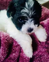 Sophie, a female Havanese for sale in Uniontown, OH – 3 of 5
