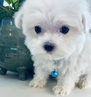 Toby, a male Maltese for sale in Uniontown, OH – 5 of 8