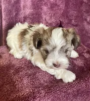 Brown and white, a male Havanese for sale in Uniontown, OH – 5 of 7