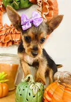 Teacup Autumn, a female Yorkshire Terrier for sale in Uniontown, OH – 4 of 8