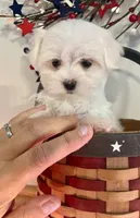 Tiny Della, a female Maltese for sale in Uniontown, OH – 4 of 8