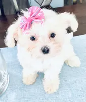 Teacup tiana, a female Maltese for sale in Uniontown, OH – 2 of 9