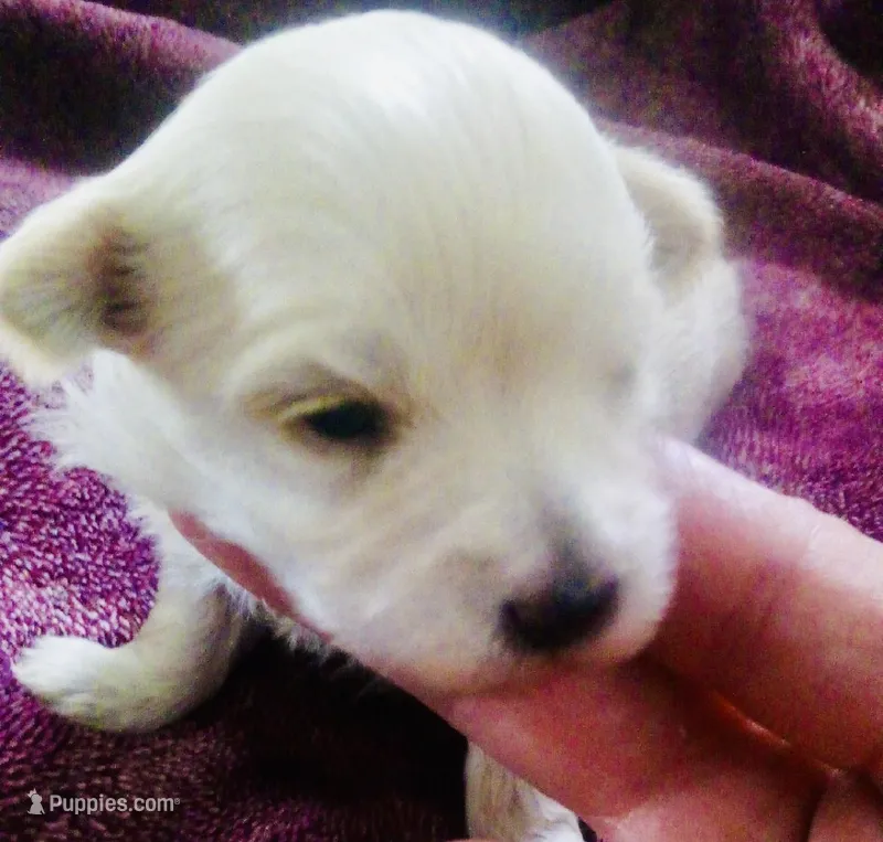 Cream – Bichon Frise, Yorkshire Terrier puppy for sale in Uniontown, OH