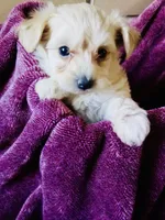 Sandy, a male Bichon Frise and Yorkshire Terrier for sale in Uniontown, OH – Photo 6 of 7