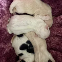 Cream, a male Bichon Frise and Yorkshire Terrier for sale in Uniontown, OH – Photo 2 of 3